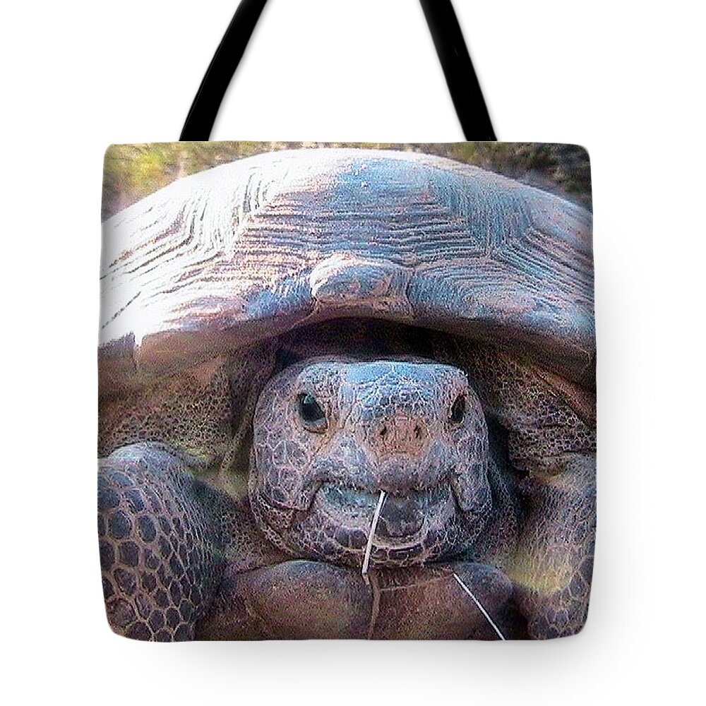Desert Tortoise Tote Bag featuring the photograph Gloria - The Wild Desert Tortoise #1 by Judy Kennedy