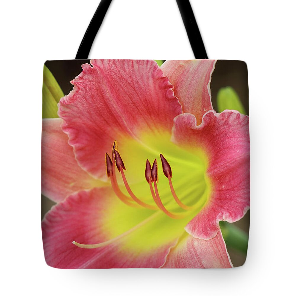 Daylily Tote Bag featuring the photograph Gracefully Yours #1 by Mary Anne Delgado