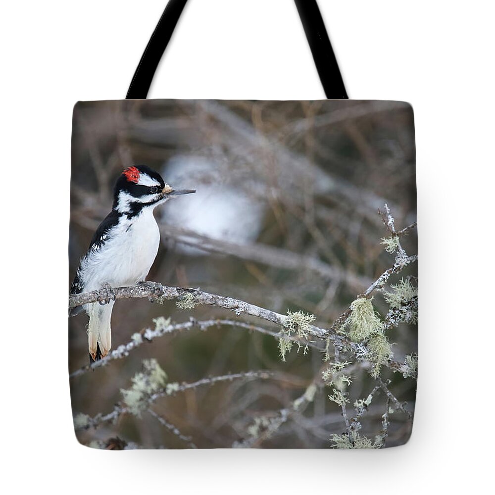 Hairy Woodpecker Tote Bag featuring the photograph Hairy Woodpecker #1 by Brook Burling