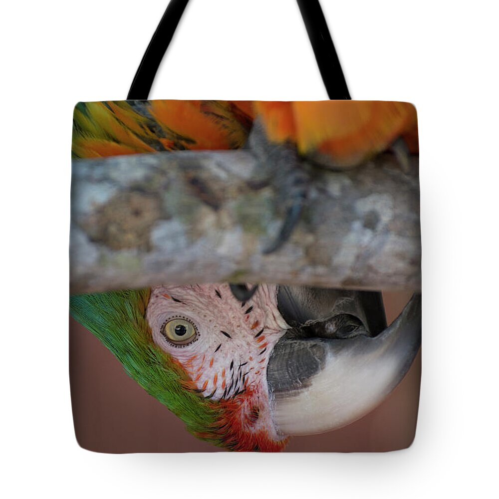 Bird Tote Bag featuring the photograph Harlequin Macaw by Carolyn Hutchins