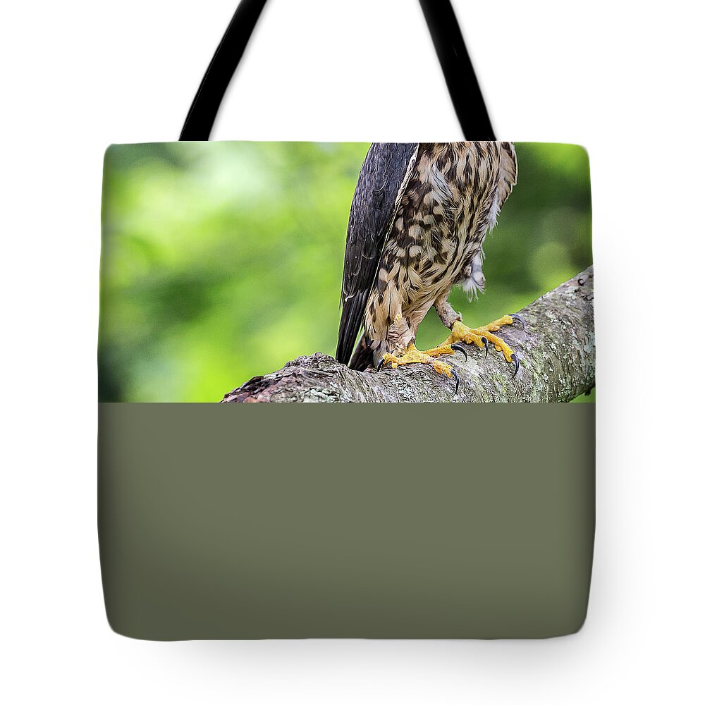 Raptors Owl Hawk Tote Bag featuring the photograph Hawk by Robert Miller