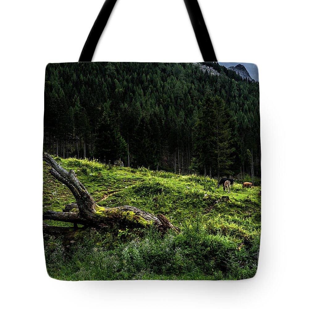 Austria Tote Bag featuring the photograph Herd Of Cows In National Park Gesaeuse In The Ennstaler Alps In Austria #1 by Andreas Berthold