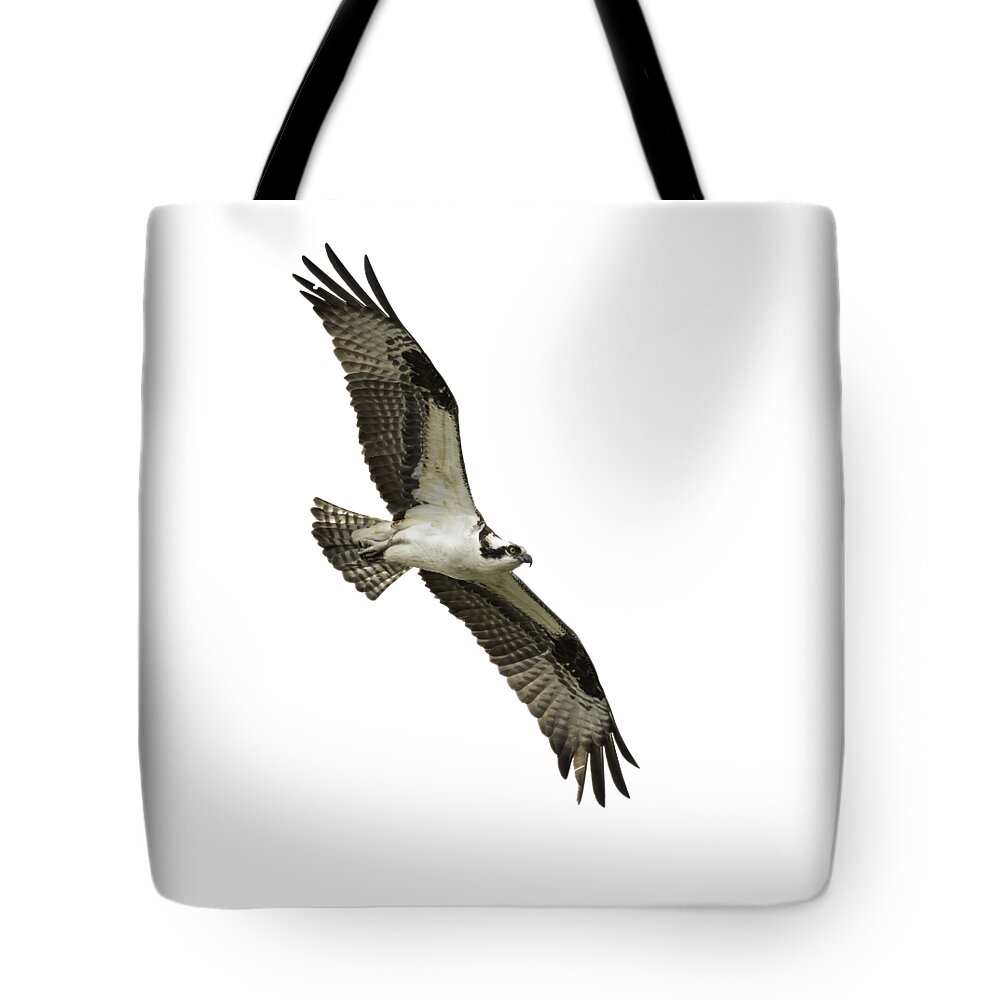Osprey Tote Bag featuring the photograph Isolated Osprey 2021-1 by Thomas Young