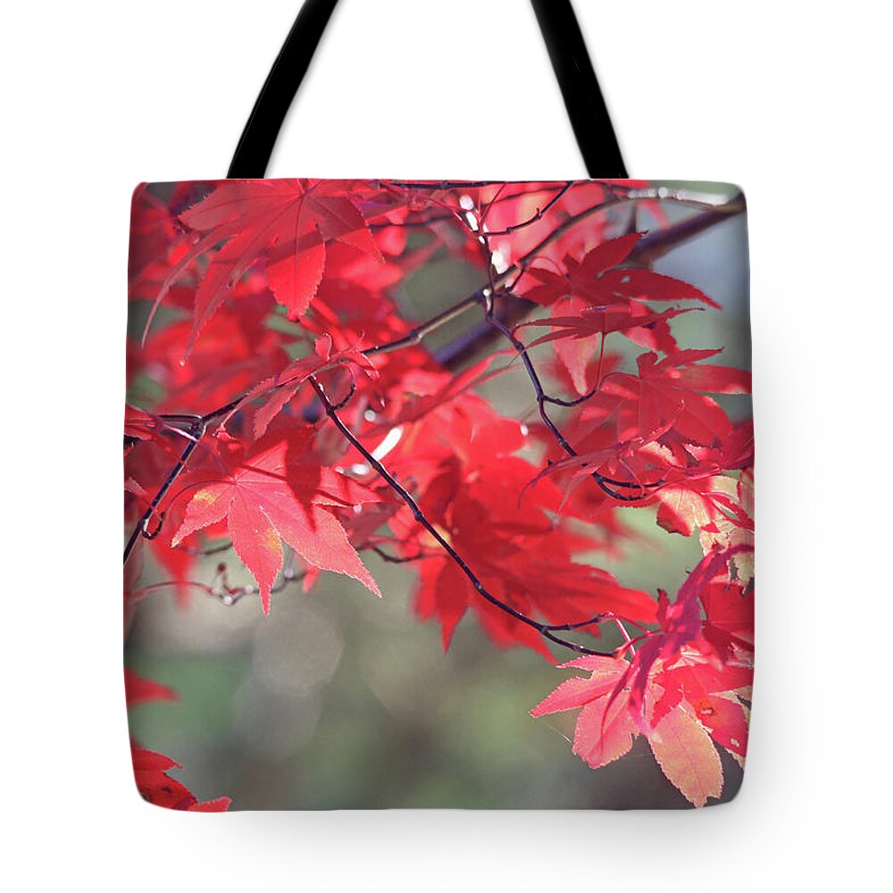 Nature Tote Bag featuring the photograph Japanese Maple Leaves in Autumn by Trina Ansel