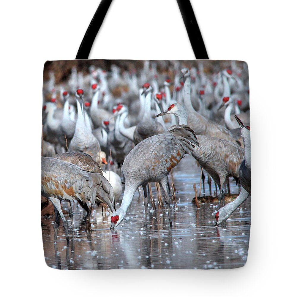Wildlife Tote Bag featuring the photograph Just a Sip by Robert Harris