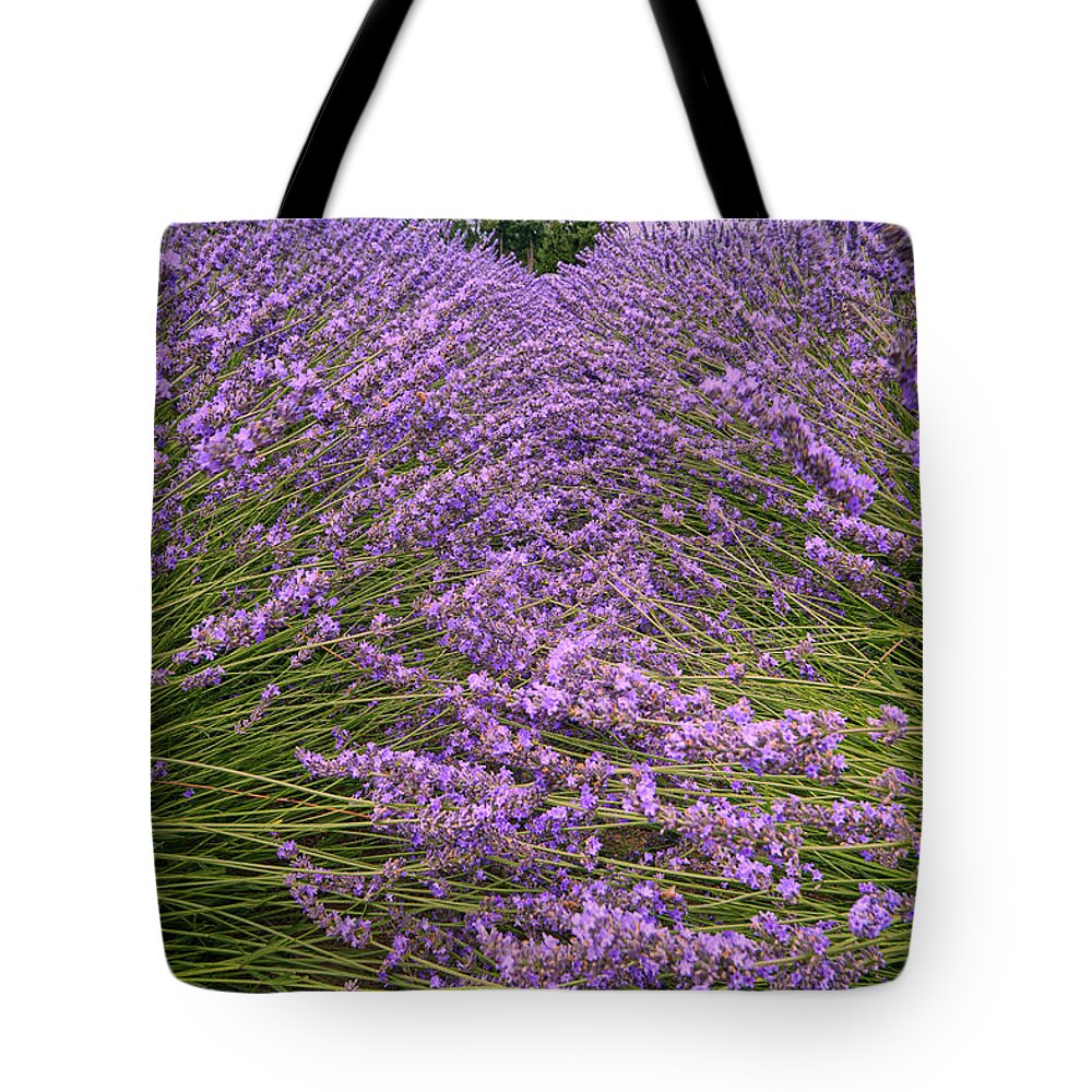 Lavender Tote Bag featuring the photograph Lavender Field #1 by Minnie Gallman