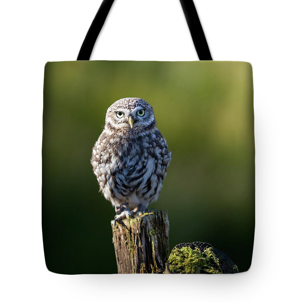 Little Owl Tote Bag featuring the photograph Little Owl by Anita Nicholson