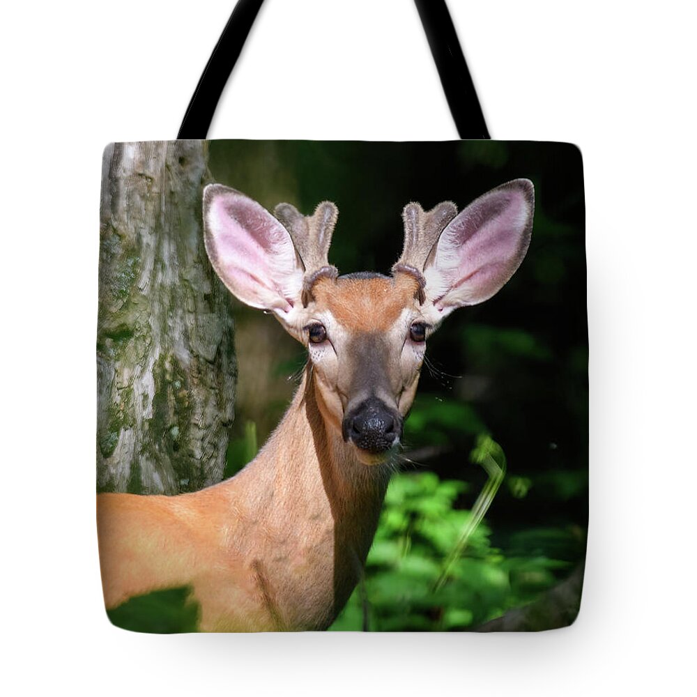 Buck Tote Bag featuring the photograph My What Big Ears You Have #2 by Lara Ellis