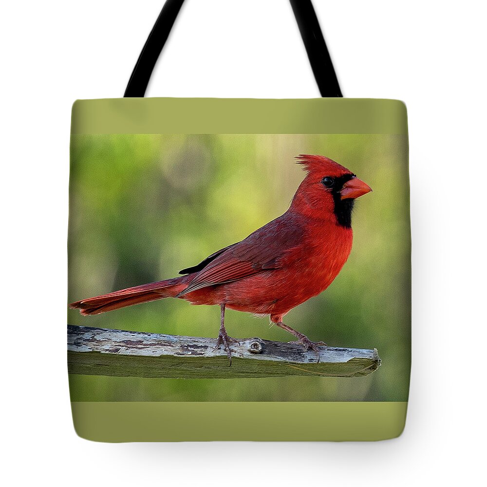 Red Tote Bag featuring the photograph Northern Cardinal #1 by Dart Humeston