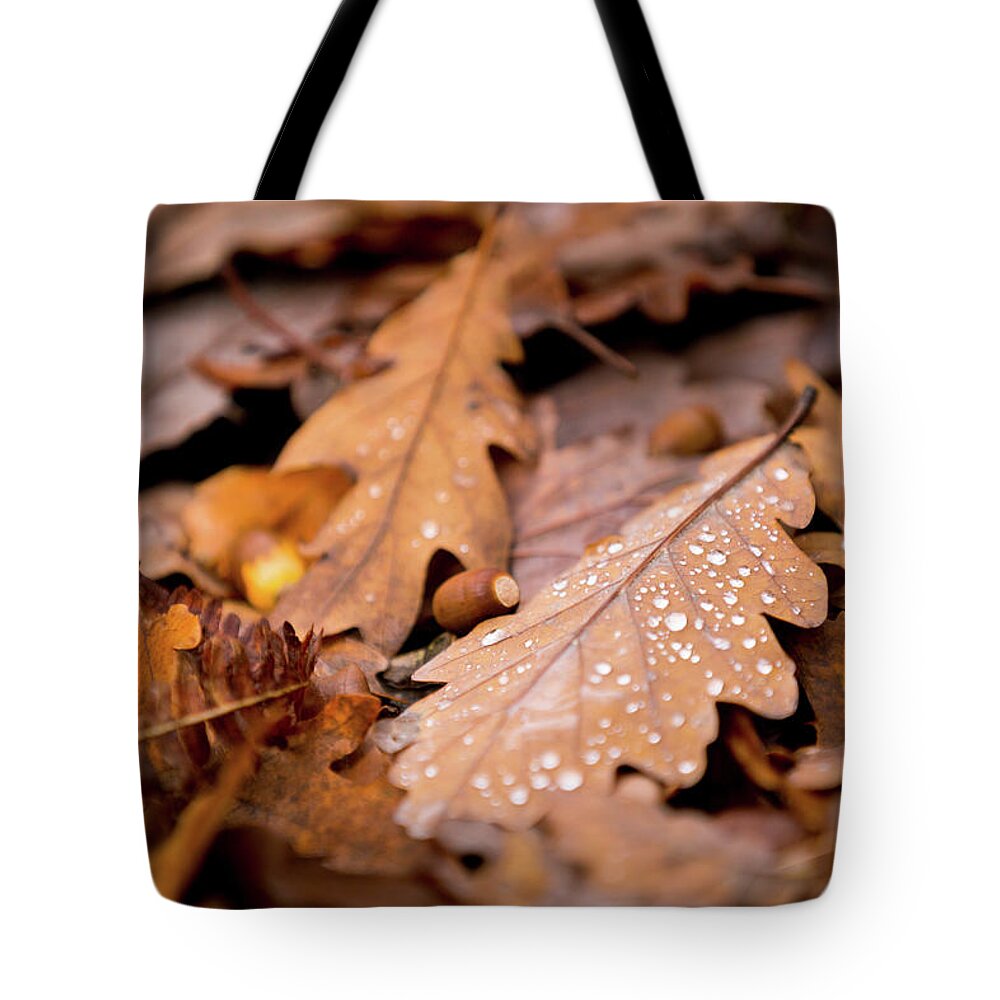 Fall Tote Bag featuring the photograph Oak Leaves and rain drops by Anita Nicholson
