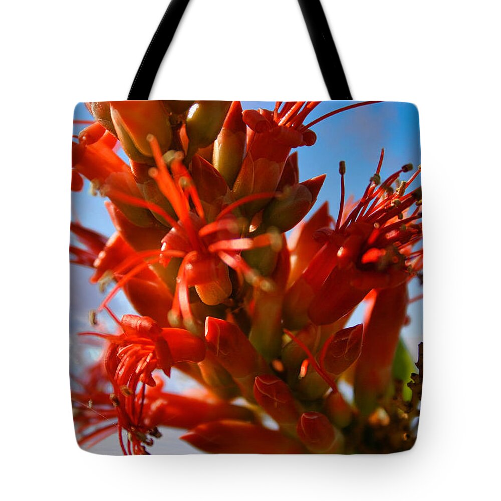 Ocotillo Bloom Tote Bag featuring the photograph Ocotillo Bloom by Gene Taylor