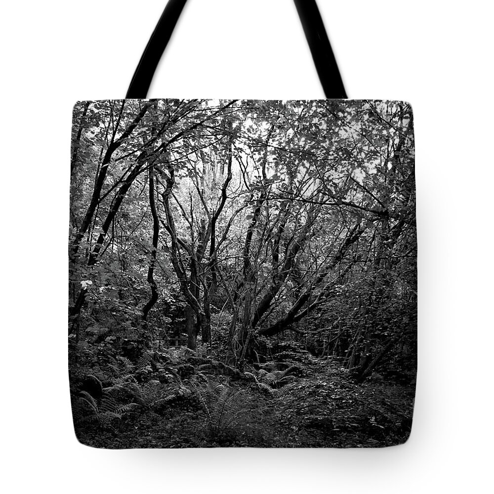 Old Growth Tote Bag featuring the photograph Old Growth Forest #1 by Doc Braham