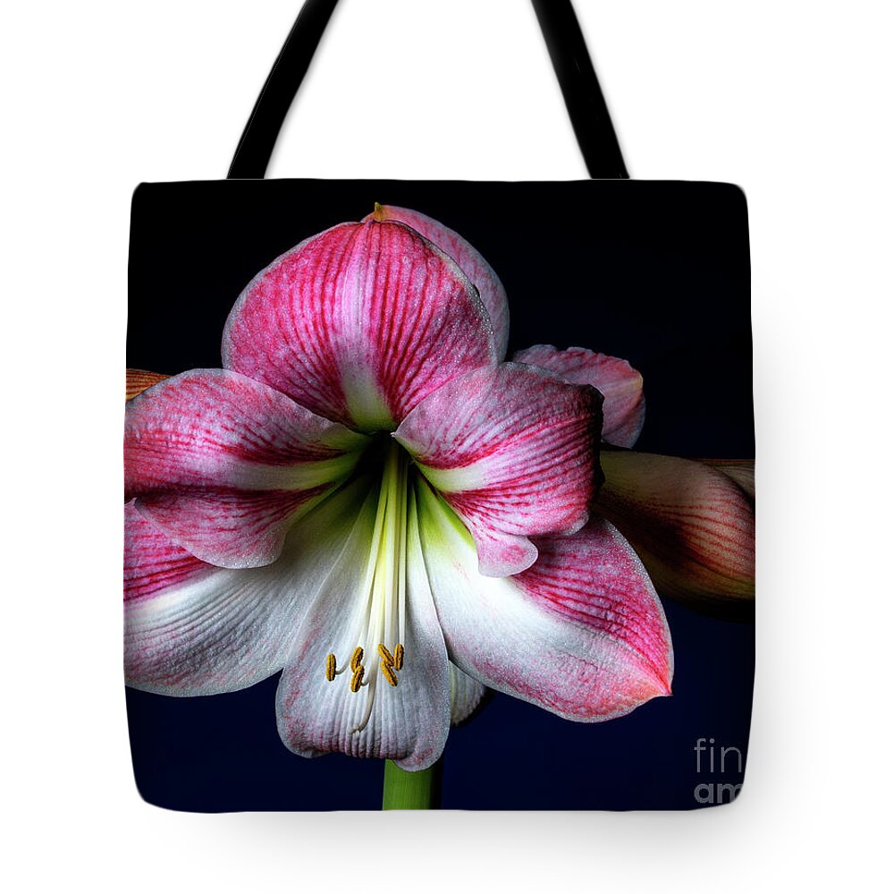 White Tote Bag featuring the photograph Opulent #2 by Doug Norkum