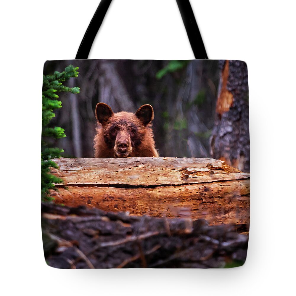 Bear Tote Bag featuring the photograph Peak-a-boo by Mike Lee