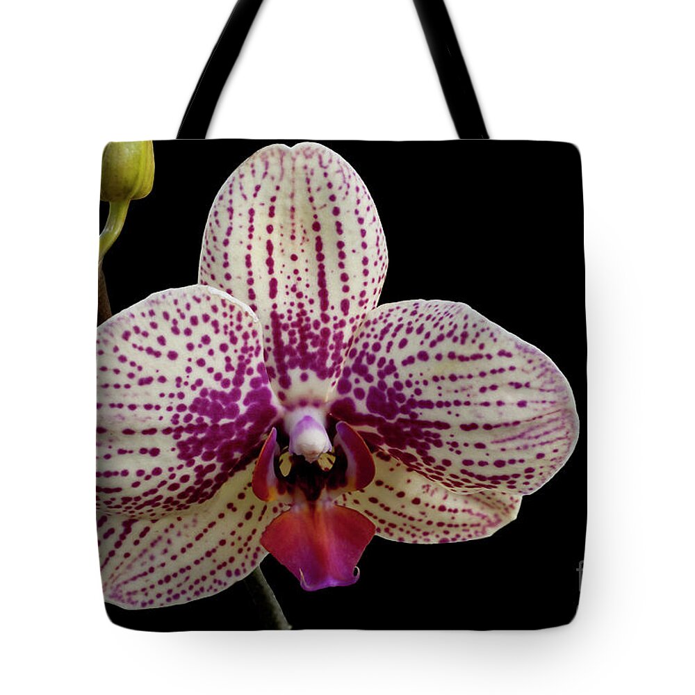 Orchid Tote Bag featuring the photograph Pensive #1 by Doug Norkum