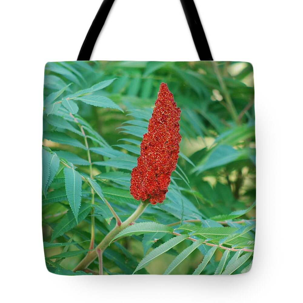 Staghorn Sumac Tote Bag featuring the photograph Staghorn Sumac by Ee Photography