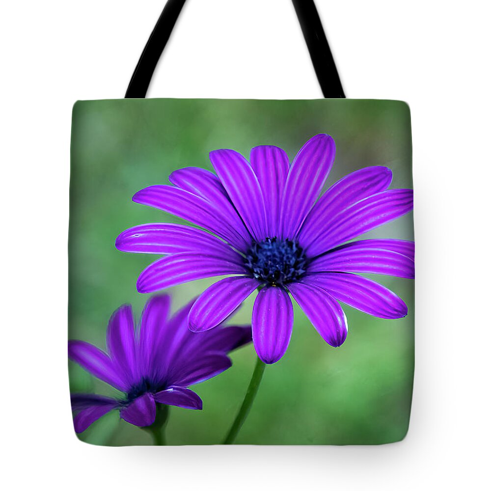 Daisy Tote Bag featuring the photograph Purple Daisy #1 by Cathy Kovarik