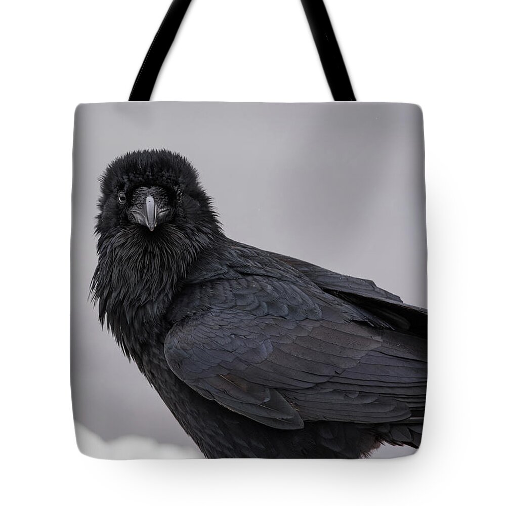 Raven Tote Bag featuring the photograph Raven by David Kirby
