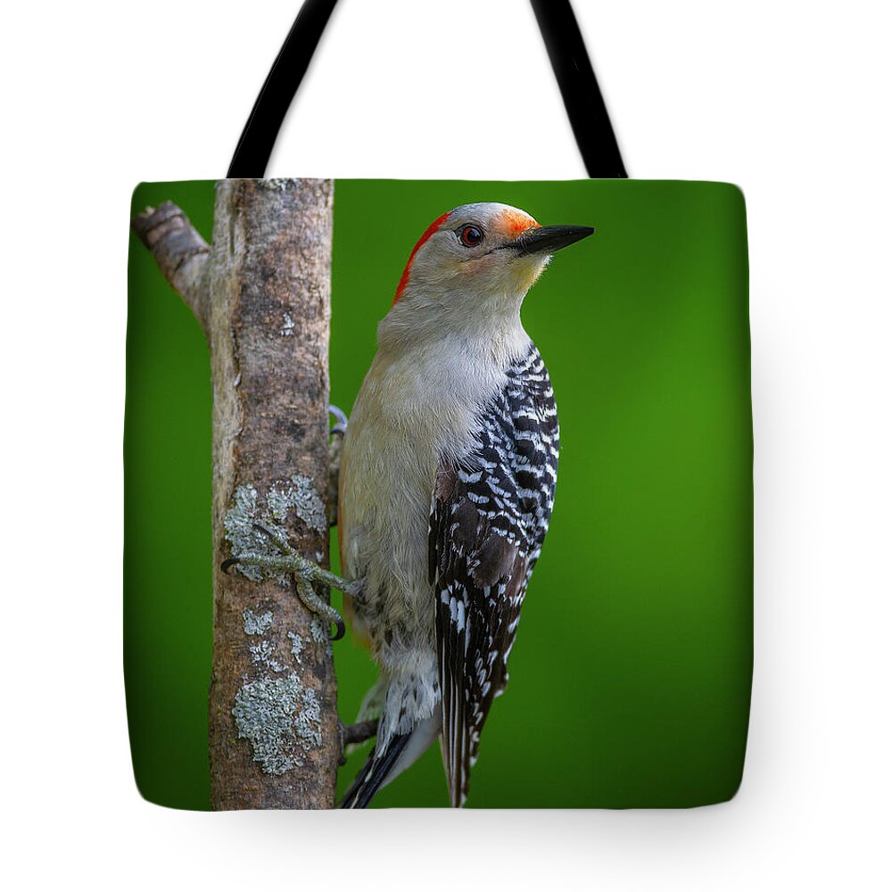 Red Bellied Woodpecker Tote Bag featuring the photograph Red bellied Woodpecker #1 by Timothy McIntyre