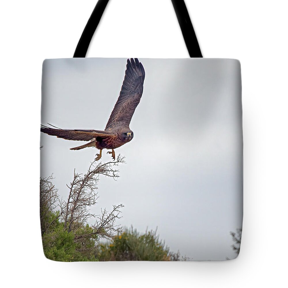 Lahontan Tote Bag featuring the photograph Red Tailed Hawk in flight #1 by Rick Mosher