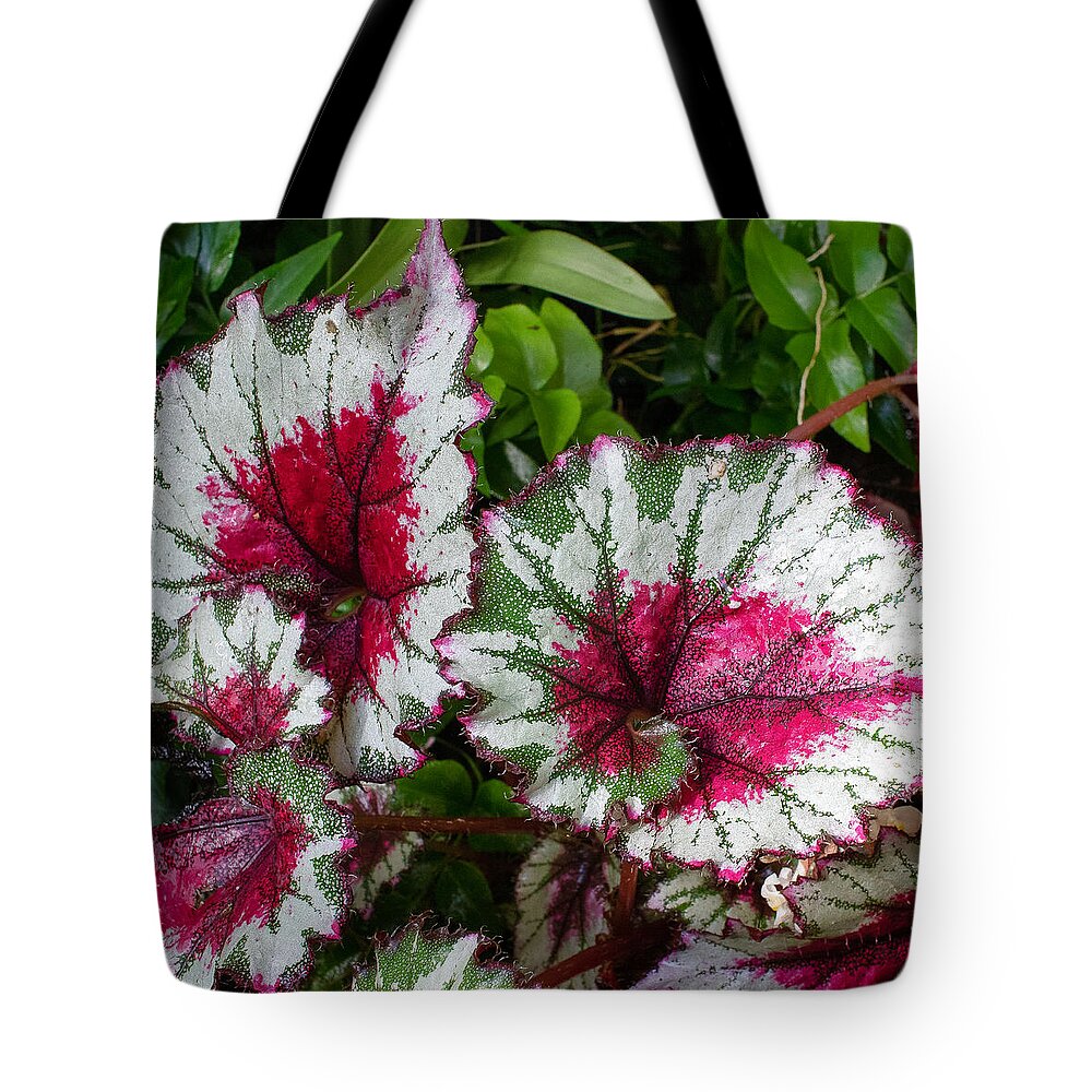 Flower Tote Bag featuring the photograph Selby Gardens Image #1 by Richard Goldman
