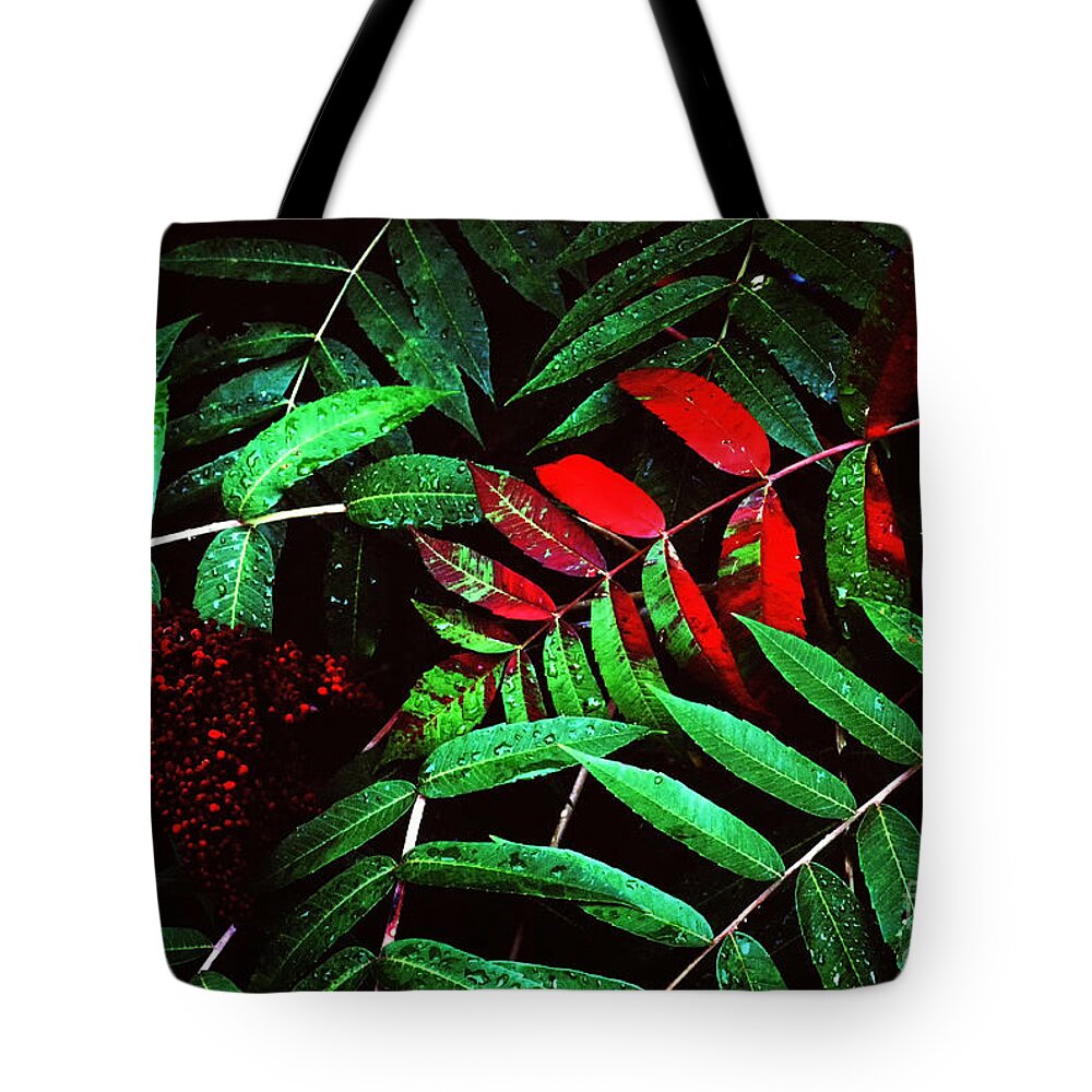 Smooth Sumac Tote Bag featuring the photograph Smooth Sumac Fall Color #1 by Thomas R Fletcher