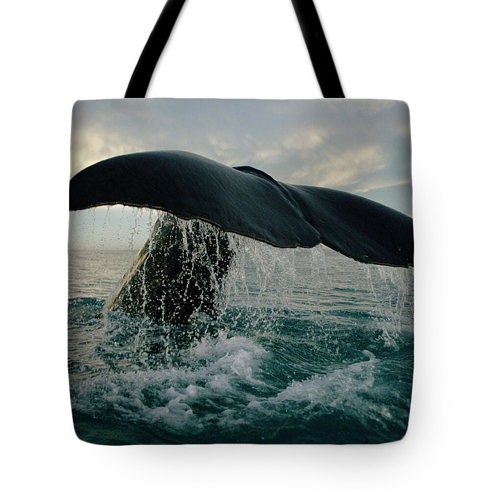 00114219 Tote Bag featuring the photograph Sperm Whale Tail #1 by Flip Nicklin