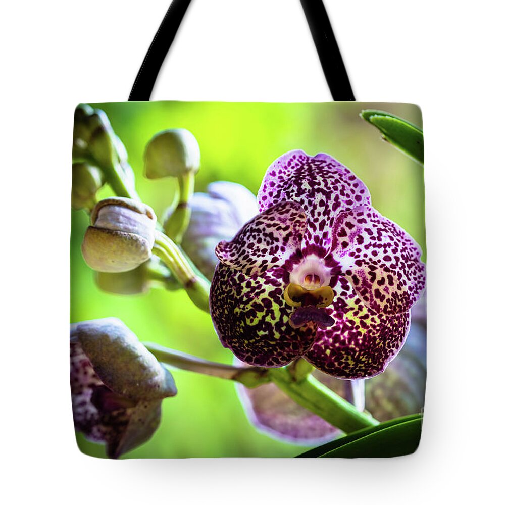 Ascda Kulwadee Fragrance Tote Bag featuring the photograph Spotted Vanda Orchid Flowers #1 by Raul Rodriguez