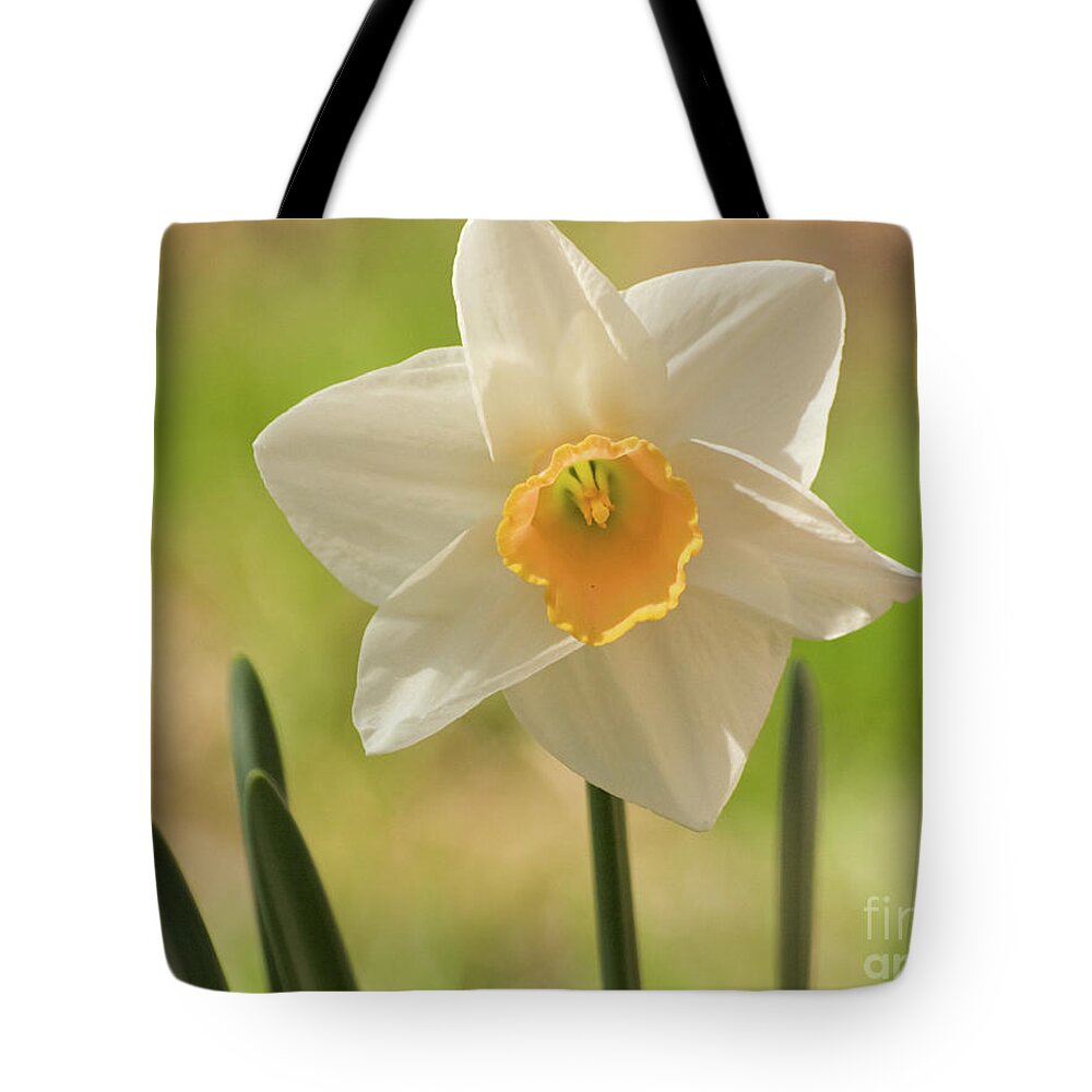 Color Tote Bag featuring the photograph Springtime Daffodil 2 #1 by Dorothy Lee