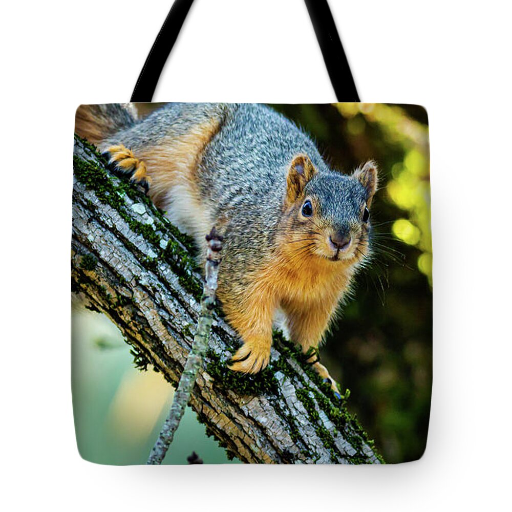 2024 Tote Bag featuring the photograph Squirrel In a Tree by Ant Pruitt