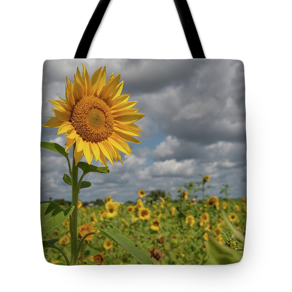 Sunflower Tote Bag featuring the photograph Sunflower in Field by Carolyn Hutchins