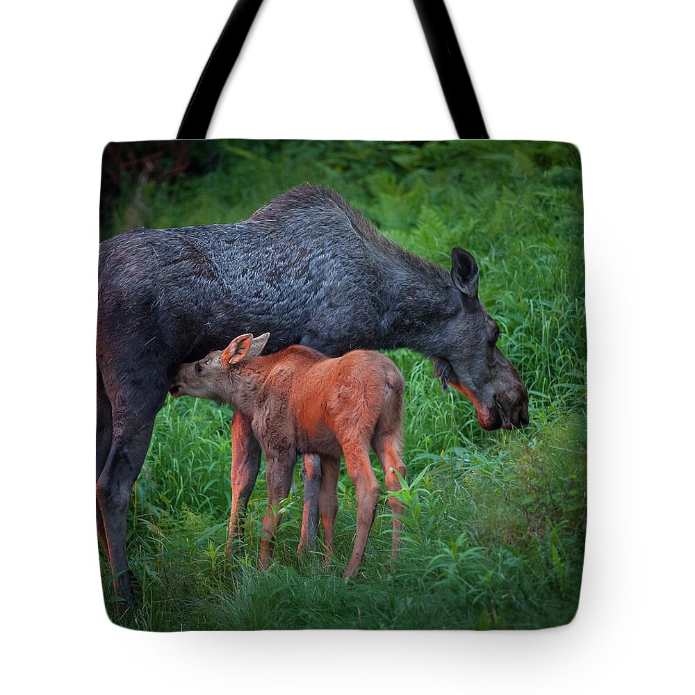 Moose Tote Bag featuring the photograph Table for Two #1 by Tim Newton