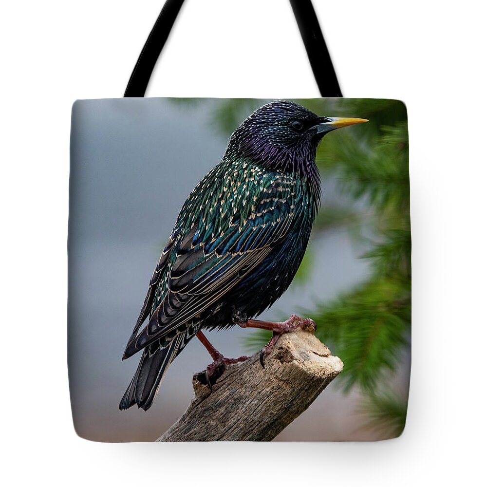 Avian Tote Bag featuring the photograph The Starling #1 by Cathy Kovarik