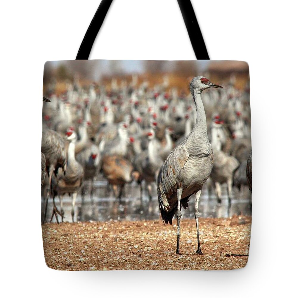 Wildlife Tote Bag featuring the photograph The Three Amigos by Robert Harris