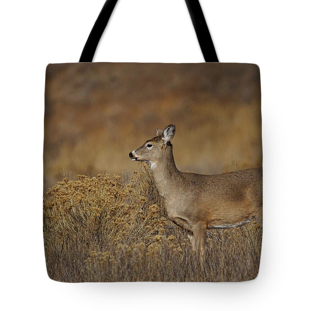 Colorado Tote Bag featuring the photograph The Whitetail #1 by Ernest Echols