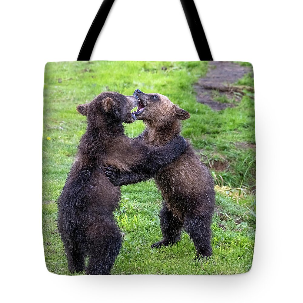 Bear Tote Bag featuring the photograph Two brown bear cubs playing #1 by Mikhail Kokhanchikov