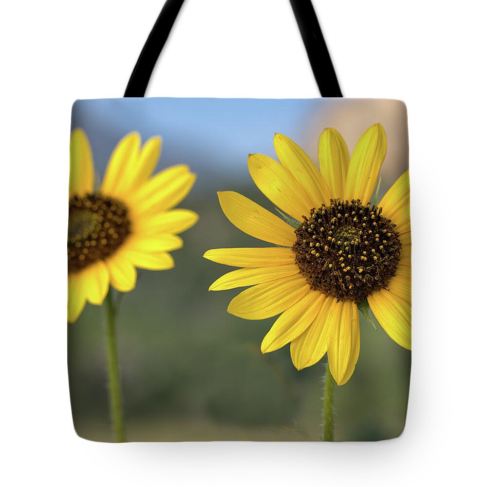 Sunflower Tote Bag featuring the photograph Two Sunflowers by Bob Falcone