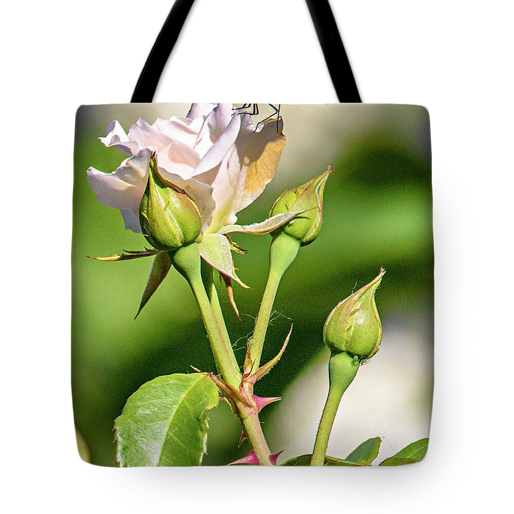 Dragonfly Tote Bag featuring the photograph Untitled_dra #1 by Paul Vitko