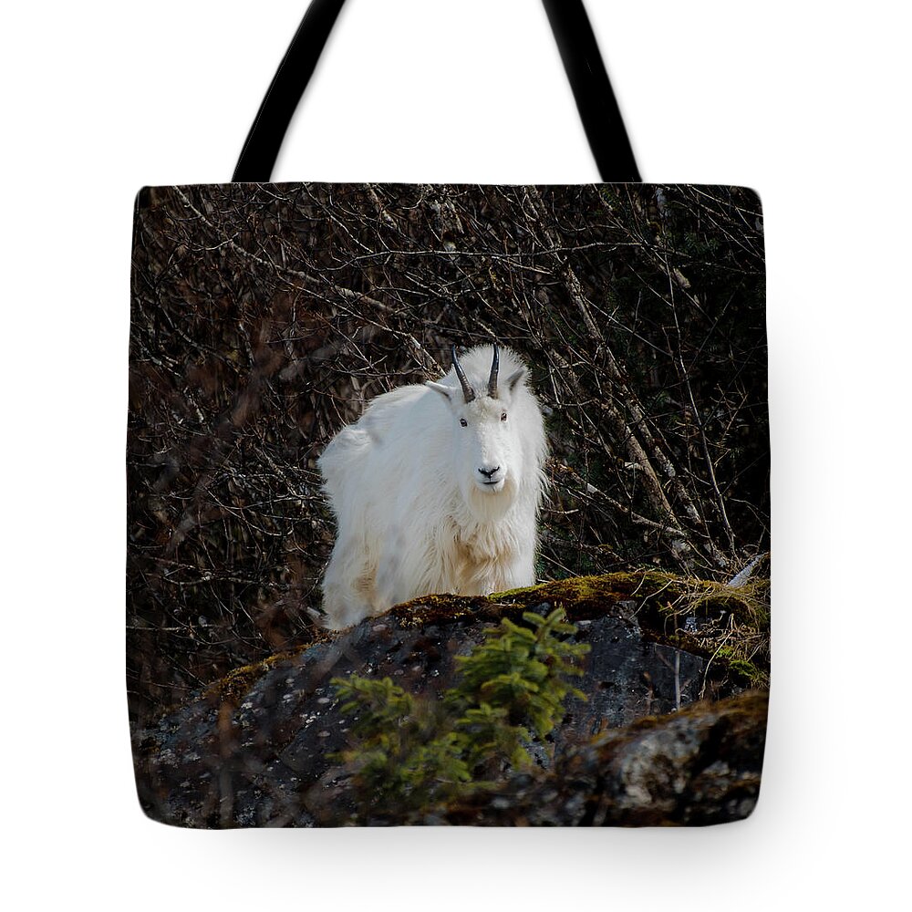 Goat Tote Bag featuring the photograph Watching by David Kirby