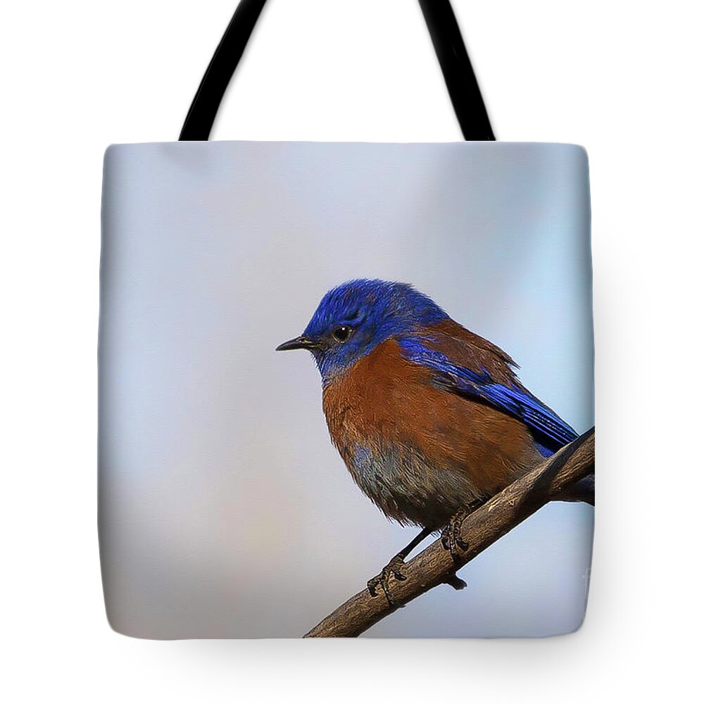 Western Bluebird Tote Bag featuring the photograph Western Bluebird by Jaime Miller