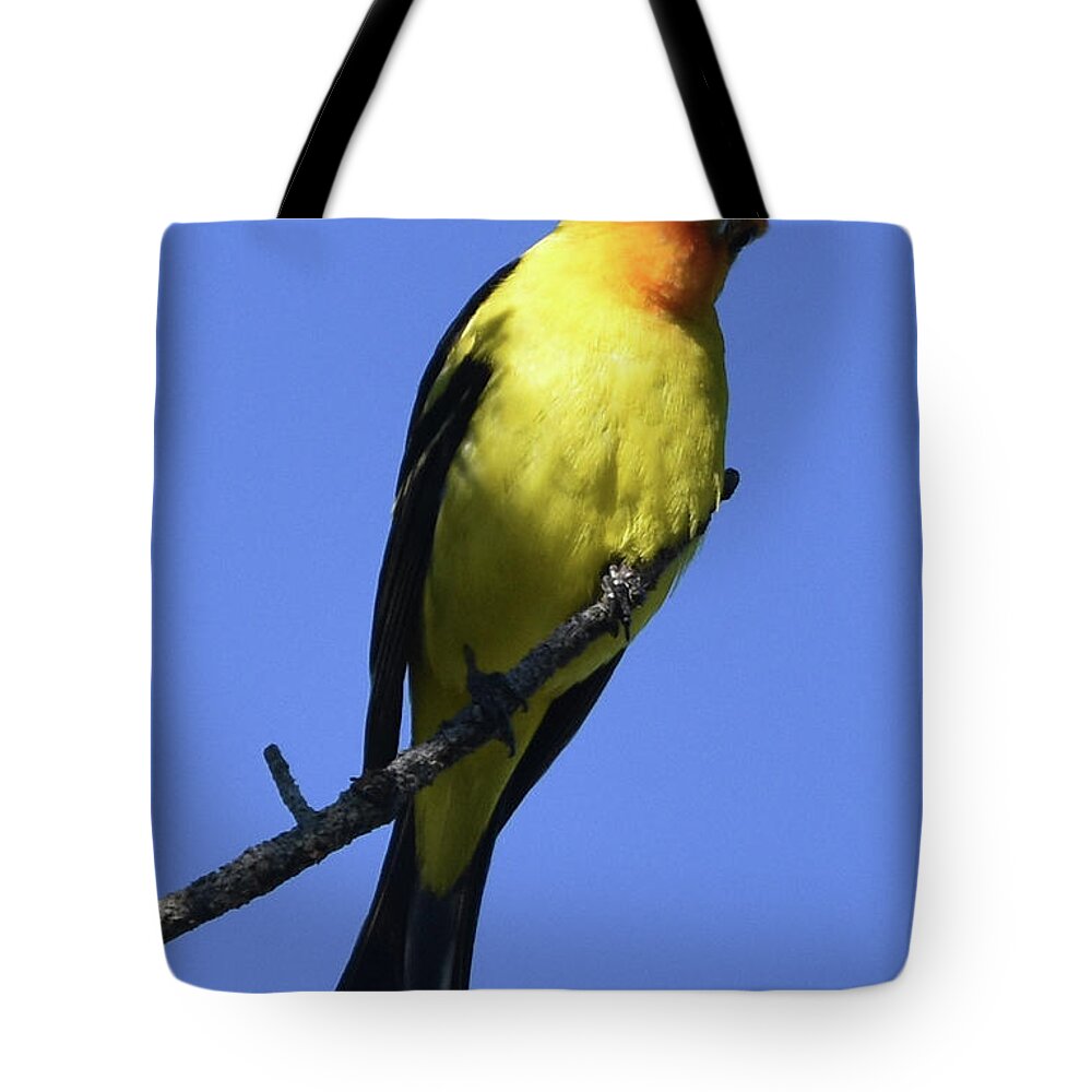Tanager Tote Bag featuring the photograph Western Tanager #1 by Ben Foster