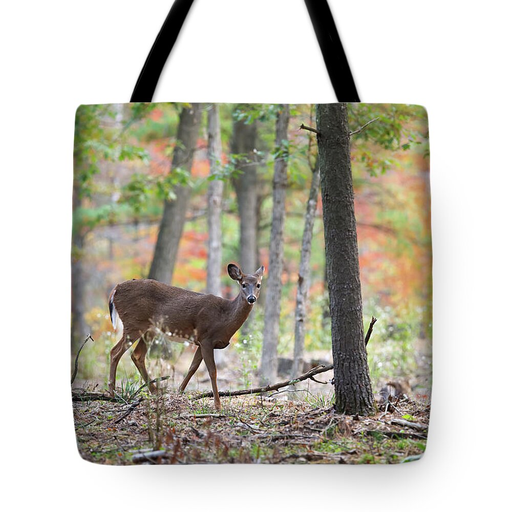 Whitetail Deer Tote Bag featuring the photograph Whitetail Doe #1 by Brook Burling