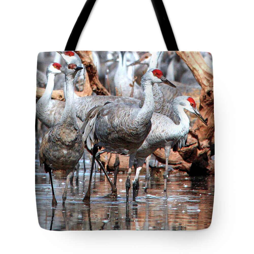 Wildlife Tote Bag featuring the photograph Whitewater Draw 2482 by Robert Harris