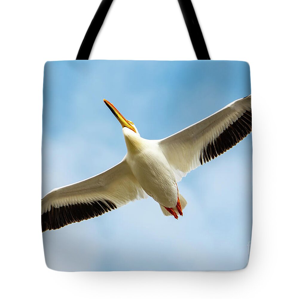 Wing Span Tote Bag featuring the photograph Wing Span of Pelican #1 by Sandra J's