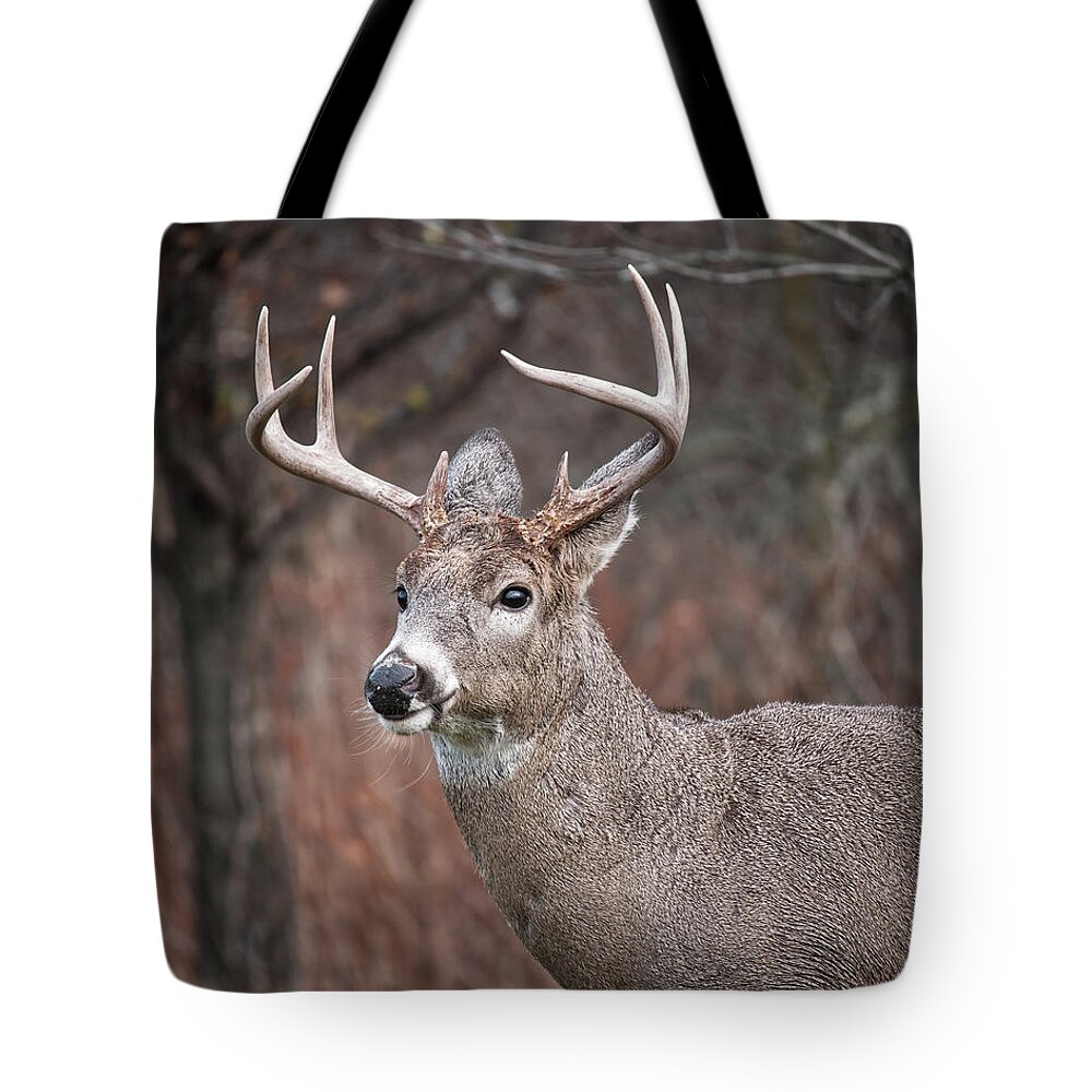 Buck Tote Bag featuring the photograph Young Buck #1 by Deborah Ritch