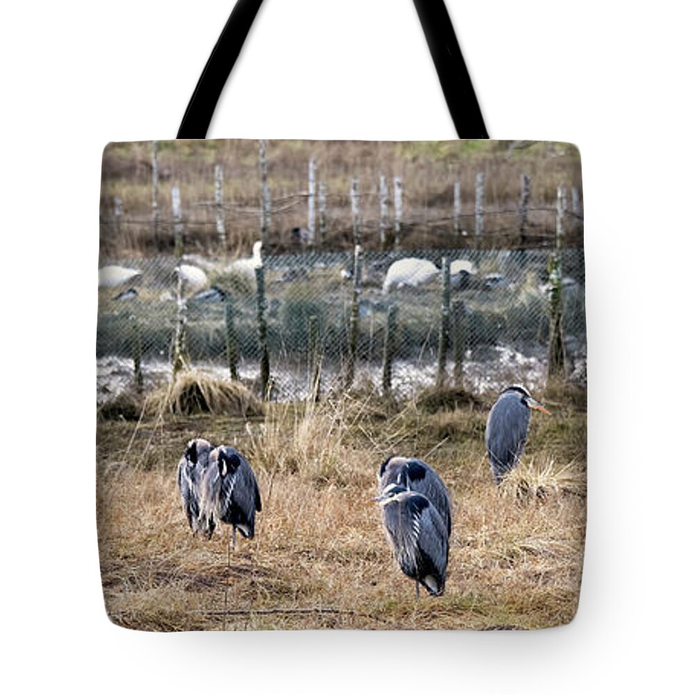 Great Blue Herons Tote Bag featuring the photograph 10 Herons - Qualicum Beach by Peggy Collins
