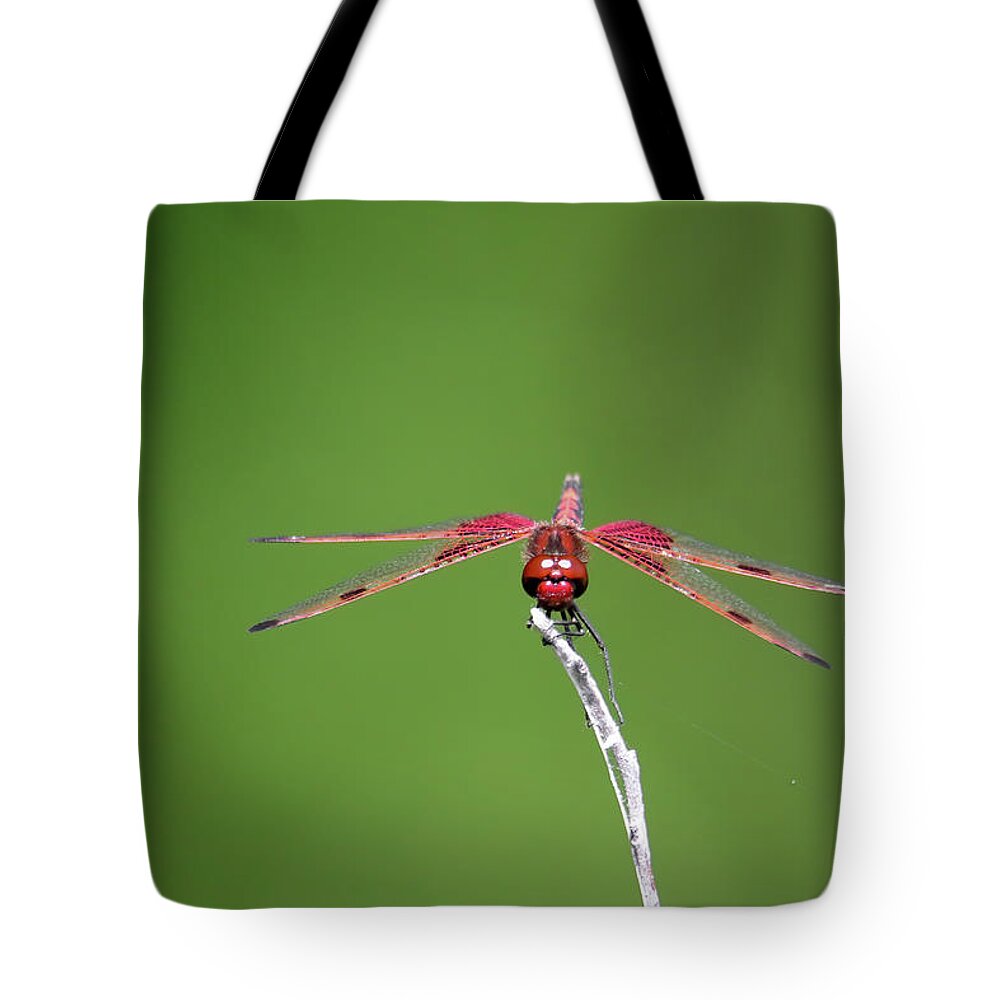 Red Saddlebag Dragonfly Tote Bag featuring the photograph Red Saddlebag Dragonfly #10 by Brook Burling
