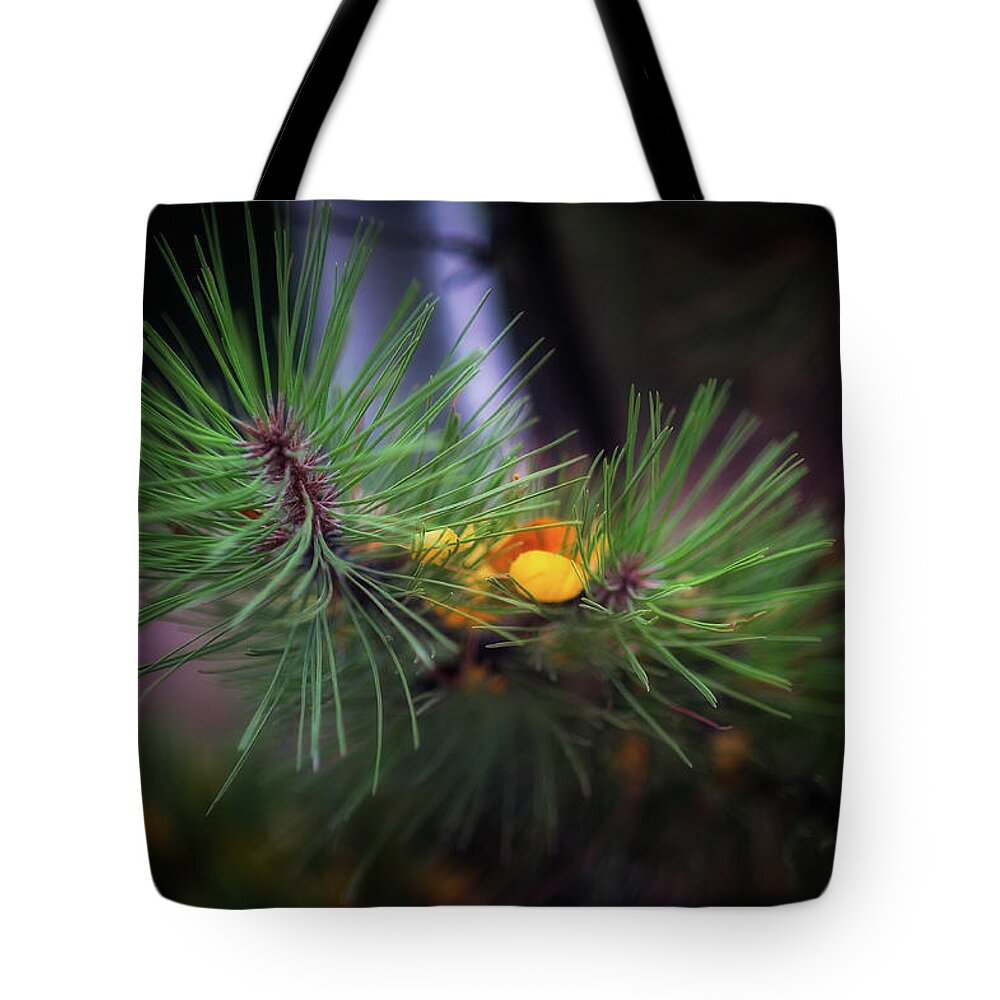 Fall Tote Bag featuring the photograph Fall colors, Colorado #2 by Doug Wittrock