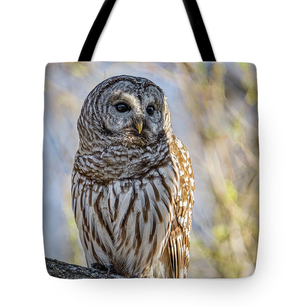 Barred Owl Tote Bag featuring the photograph Barred Owl by Brad Bellisle