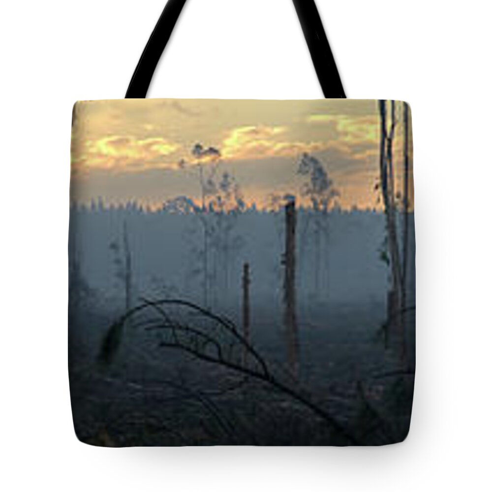 Deforestation Tote Bag featuring the photograph 1808pineforest4 by Nicolas Lombard
